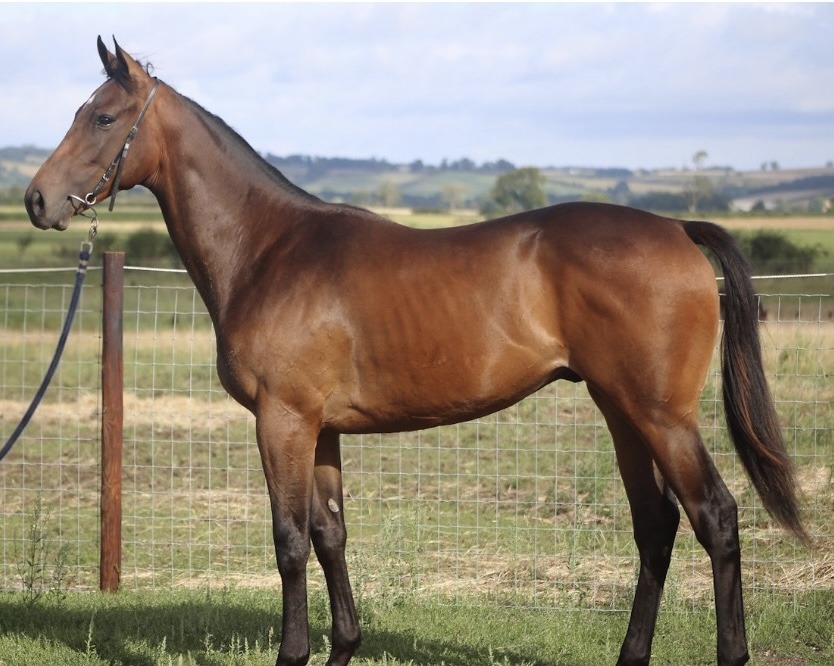 Bay colt by Ardad out of Aegean Girl, conformation photo